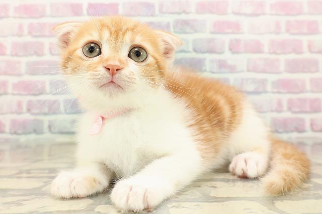 宮城県のスコティッシュフォールド (Coo&RIKU仙台太白店/2025年9月21日生まれ/女の子/レッドタビーホワイト)の子猫の2枚目の画像