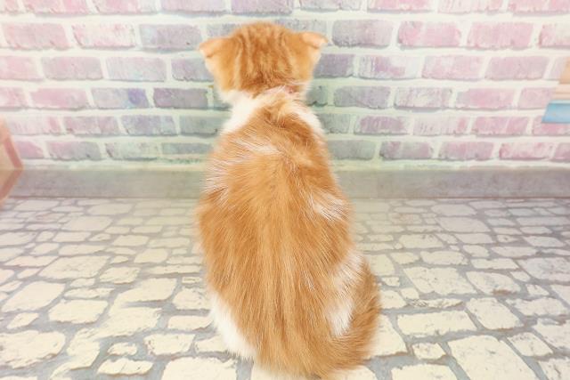 宮城県のスコティッシュフォールド (Coo&RIKU仙台太白店/2025年9月21日生まれ/女の子/レッドタビーホワイト)の子猫の4枚目の画像