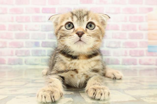 福島県のスコティッシュフォールド (Coo&RIKUいわき店/2025年9月21日生まれ/女の子/ブラウンパッチドタビー)の子猫の1枚目の画像