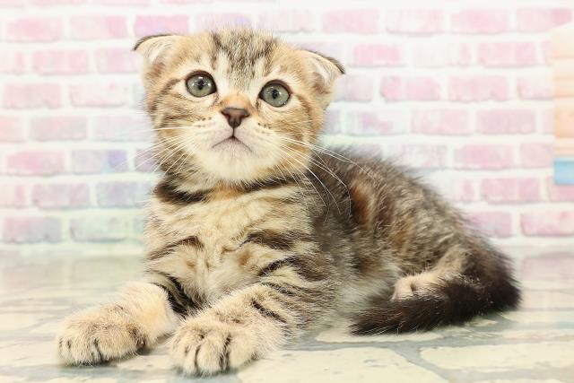 福島県のスコティッシュフォールド (Coo&RIKUいわき店/2025年9月21日生まれ/女の子/ブラウンパッチドタビー)の子猫の2枚目の画像