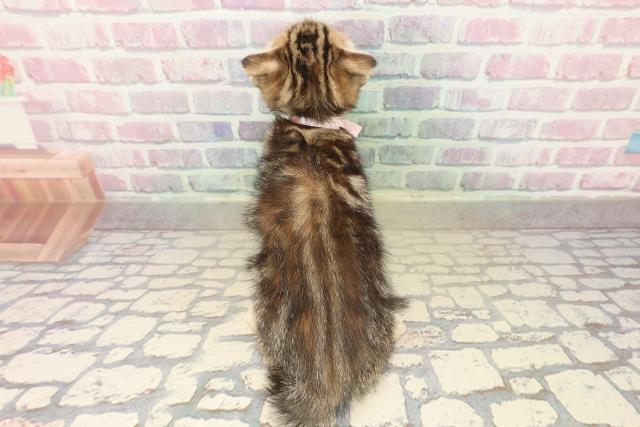 福島県のスコティッシュフォールド (Coo&RIKUいわき店/2025年9月21日生まれ/女の子/ブラウンパッチドタビー)の子猫の4枚目の画像