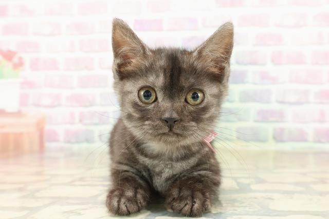 福島県のマンチカン (Coo&RIKUいわき店/2025年9月6日生まれ/女の子/ブラックスモーク)の子猫の1枚目の画像