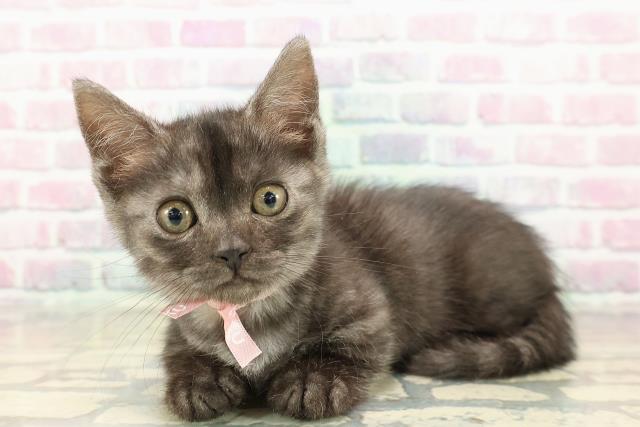 福島県のマンチカン (Coo&RIKUいわき店/2025年9月6日生まれ/女の子/ブラックスモーク)の子猫の2枚目の画像