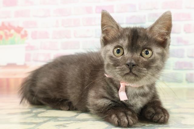 福島県のマンチカン (Coo&RIKUいわき店/2025年9月6日生まれ/女の子/ブラックスモーク)の子猫の3枚目の画像