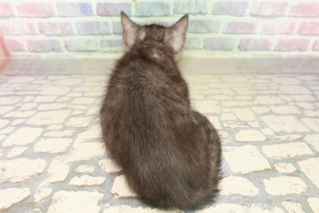 福島県のマンチカン (Coo&RIKUいわき店/2025年9月6日生まれ/女の子/ブラックスモーク)の子猫の4枚目の画像