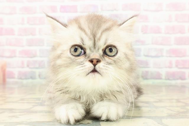 福島県のミヌエット (Coo&RIKUいわき店/2025年9月16日生まれ/男の子/シルバータビー)の子猫の1枚目の画像