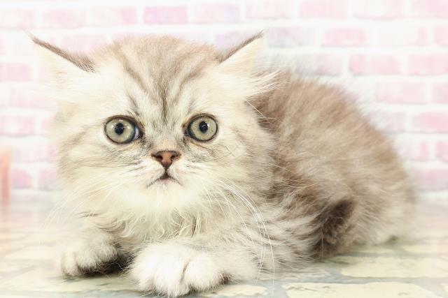 福島県のミヌエット (Coo&RIKUいわき店/2025年9月16日生まれ/男の子/シルバータビー)の子猫の2枚目の画像