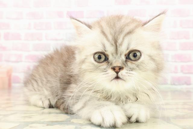 福島県のミヌエット (Coo&RIKUいわき店/2025年9月16日生まれ/男の子/シルバータビー)の子猫の3枚目の画像