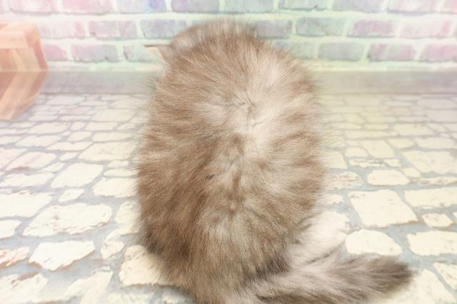 福島県のミヌエット (Coo&RIKUいわき店/2025年9月16日生まれ/男の子/シルバータビー)の子猫の4枚目の画像