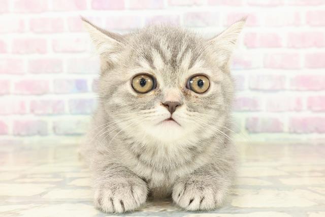 ミヌエット（長足）