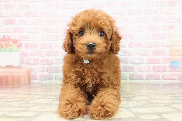 沖縄県のトイプードル(トイ) (Coo&RIKU沖縄浦添店/2025年9月16日生まれ/男の子/レッド)の子犬の1枚目の画像