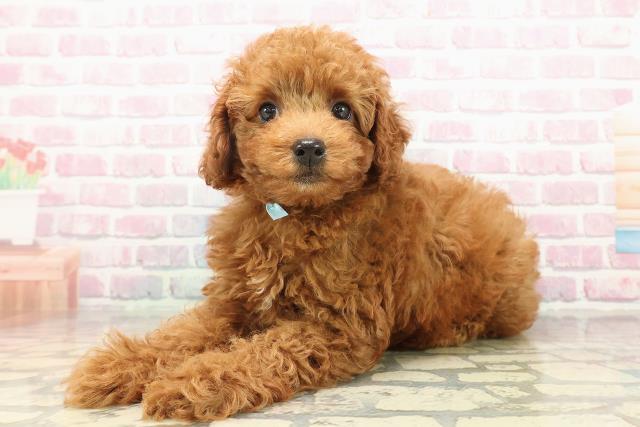 沖縄県のトイプードル(トイ) (Coo&RIKU沖縄浦添店/2025年9月16日生まれ/男の子/レッド)の子犬の2枚目の画像