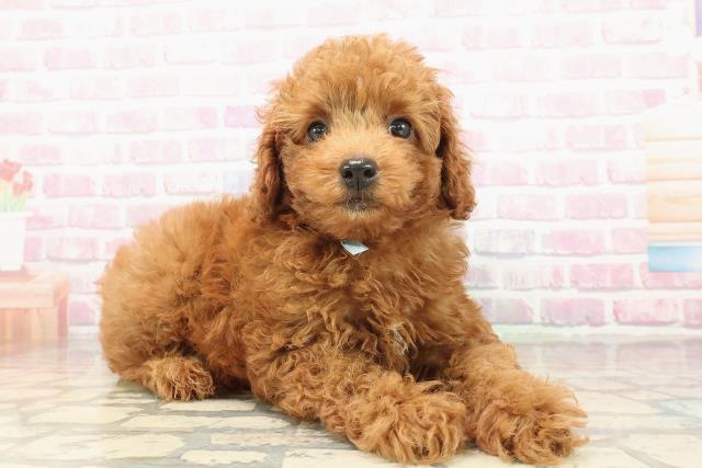 沖縄県のトイプードル(トイ) (Coo&RIKU沖縄浦添店/2025年9月16日生まれ/男の子/レッド)の子犬の3枚目の画像