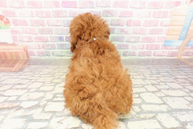 沖縄県のトイプードル(トイ) (Coo&RIKU沖縄浦添店/2025年9月16日生まれ/男の子/レッド)の子犬の4枚目の画像