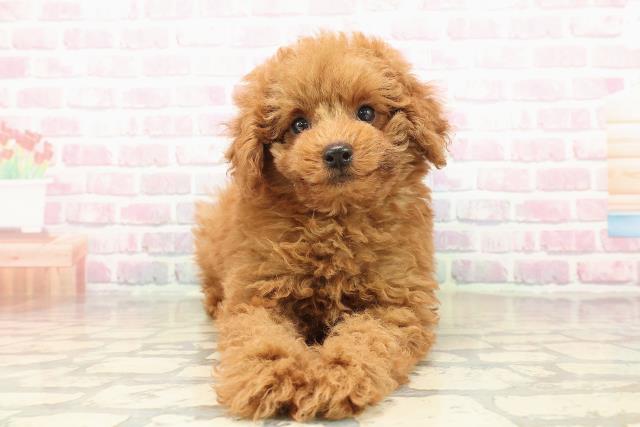 新潟県のトイプードル(トイ) (Coo&RIKU新潟東店/2025年9月16日生まれ/男の子/レッド)の子犬の1枚目の画像