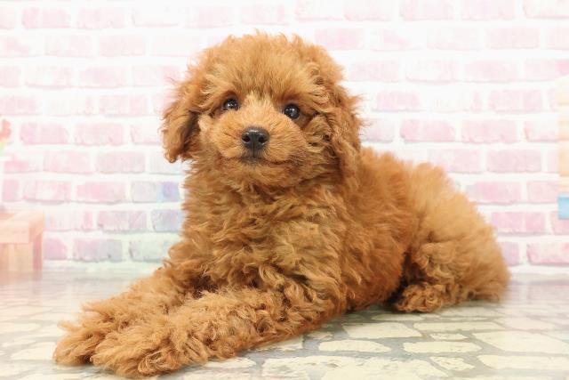 新潟県のトイプードル(トイ) (Coo&RIKU新潟東店/2025年9月16日生まれ/男の子/レッド)の子犬の2枚目の画像