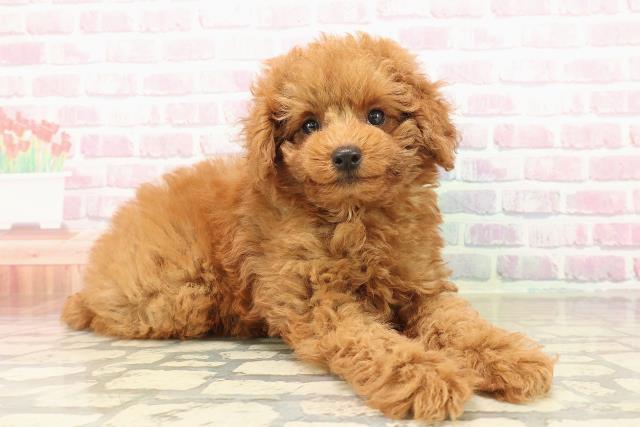 新潟県のトイプードル(トイ) (Coo&RIKU新潟東店/2025年9月16日生まれ/男の子/レッド)の子犬の3枚目の画像