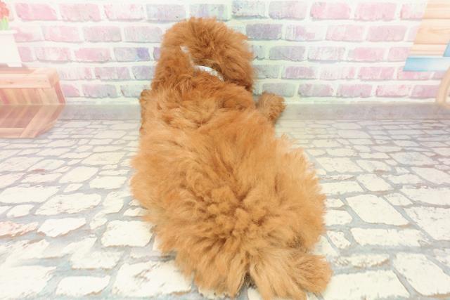 新潟県のトイプードル(トイ) (Coo&RIKU新潟東店/2025年9月16日生まれ/男の子/レッド)の子犬の4枚目の画像