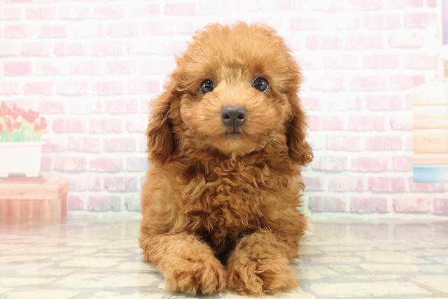 トイ・プードル