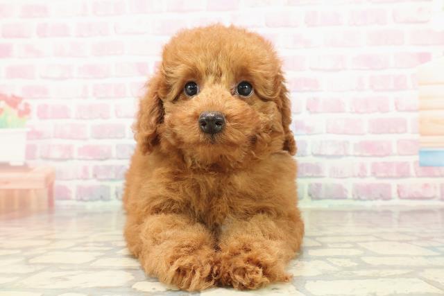 新潟県のトイプードル(トイ) (Coo&RIKU新潟西店/2025年9月16日生まれ/女の子/レッド)の子犬の1枚目の画像