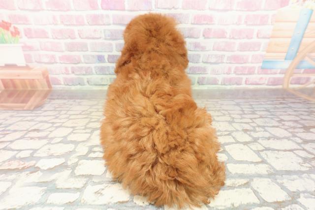 新潟県のトイプードル(トイ) (Coo&RIKU新潟西店/2025年9月16日生まれ/女の子/レッド)の子犬の4枚目の画像