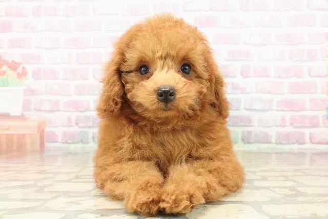 神奈川県のトイプードル(トイ) (Coo&RIKU相模原店/2025年9月16日生まれ/女の子/レッド)の子犬の1枚目の画像