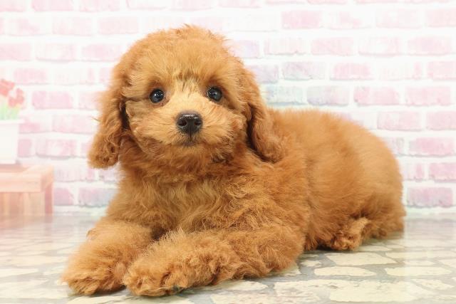 神奈川県のトイプードル(トイ) (Coo&RIKU相模原店/2025年9月16日生まれ/女の子/レッド)の子犬の2枚目の画像