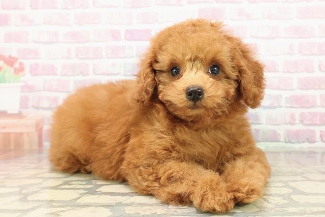 神奈川県のトイプードル(トイ) (Coo&RIKU相模原店/2025年9月16日生まれ/女の子/レッド)の子犬の3枚目の画像