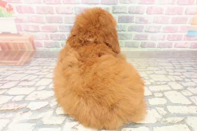 神奈川県のトイプードル(トイ) (Coo&RIKU相模原店/2025年9月16日生まれ/女の子/レッド)の子犬の4枚目の画像