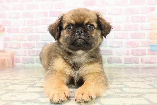 北海道のチワパグ/パグチー(チワワ×パグ) (Coo&RIKU北見店/2025年9月19日生まれ/男の子/フォーン)の子犬