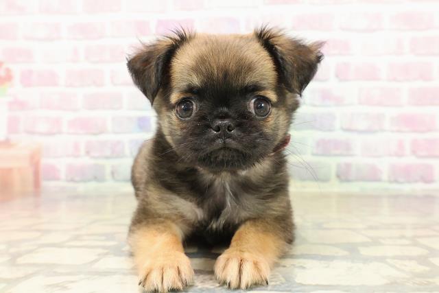 北海道のチワパグ/パグチー(チワワ×パグ) (Coo&RIKU札幌西店/2025年9月19日生まれ/女の子/フォーン)の子犬