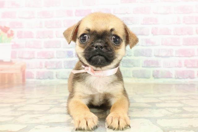 北海道のチワパグ/パグチー(チワワ×パグ) (Coo&RIKU苫小牧店/2025年9月19日生まれ/女の子/フォーン)の子犬