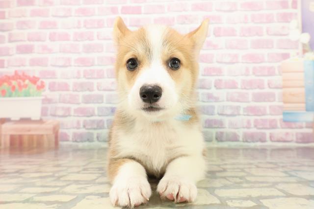 秋田県のウェルシュコーギーペンブローク (Coo&RIKU秋田店/2025年9月16日生まれ/男の子/レッドホワイト)の子犬の1枚目の画像