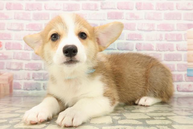 秋田県のウェルシュコーギーペンブローク (Coo&RIKU秋田店/2025年9月16日生まれ/男の子/レッドホワイト)の子犬の2枚目の画像