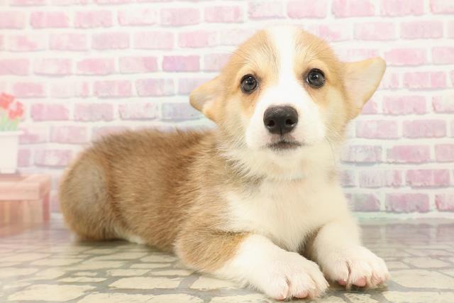 秋田県のウェルシュコーギーペンブローク (Coo&RIKU秋田店/2025年9月16日生まれ/男の子/レッドホワイト)の子犬の3枚目の画像