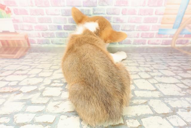 秋田県のウェルシュコーギーペンブローク (Coo&RIKU秋田店/2025年9月16日生まれ/男の子/レッドホワイト)の子犬の4枚目の画像