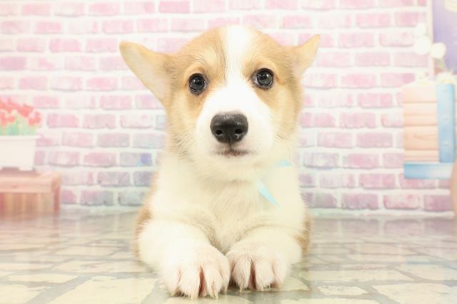 新潟県のウェルシュコーギーペンブローク (Coo&RIKU長岡店/2025年9月16日生まれ/男の子/レッドホワイト)の子犬の1枚目の画像