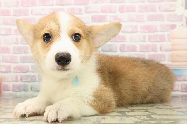 新潟県のウェルシュコーギーペンブローク (Coo&RIKU長岡店/2025年9月16日生まれ/男の子/レッドホワイト)の子犬の2枚目の画像