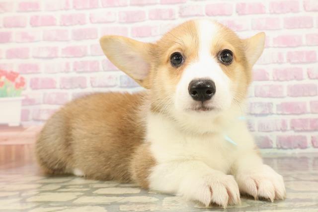 新潟県のウェルシュコーギーペンブローク (Coo&RIKU長岡店/2025年9月16日生まれ/男の子/レッドホワイト)の子犬の3枚目の画像