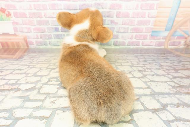 新潟県のウェルシュコーギーペンブローク (Coo&RIKU長岡店/2025年9月16日生まれ/男の子/レッドホワイト)の子犬の4枚目の画像