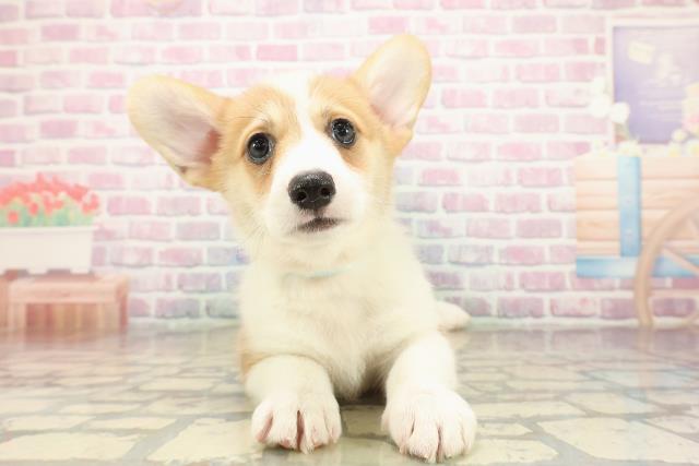 新潟県のウェルシュコーギーペンブローク (Coo&RIKU新潟西店/2025年9月16日生まれ/男の子/レッドホワイト)の子犬の1枚目の画像