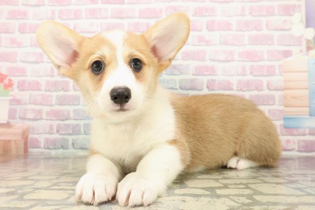 新潟県のウェルシュコーギーペンブローク (Coo&RIKU新潟西店/2025年9月16日生まれ/男の子/レッドホワイト)の子犬の2枚目の画像