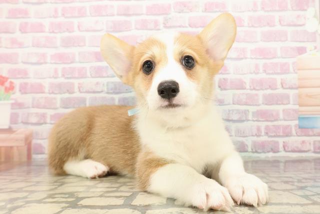 新潟県のウェルシュコーギーペンブローク (Coo&RIKU新潟西店/2025年9月16日生まれ/男の子/レッドホワイト)の子犬の3枚目の画像