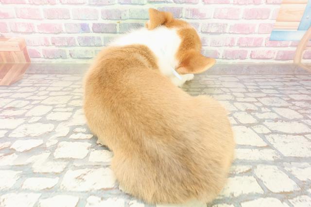 新潟県のウェルシュコーギーペンブローク (Coo&RIKU新潟西店/2025年9月16日生まれ/男の子/レッドホワイト)の子犬の4枚目の画像