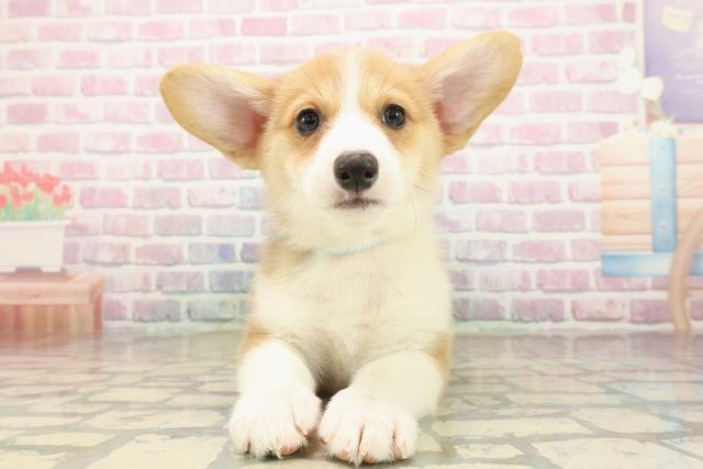 千葉県のウェルシュコーギーペンブローク (Coo&RIKU東船橋店/2025年9月16日生まれ/男の子/レッドホワイト)の子犬の1枚目の画像