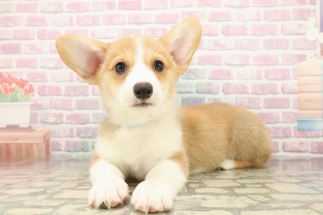 千葉県のウェルシュコーギーペンブローク (Coo&RIKU東船橋店/2025年9月16日生まれ/男の子/レッドホワイト)の子犬の2枚目の画像