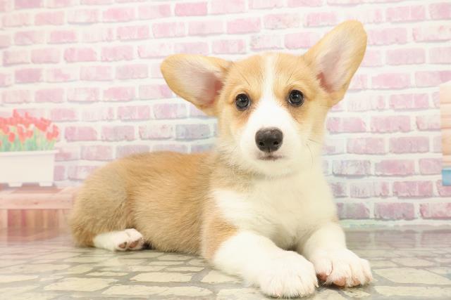 千葉県のウェルシュコーギーペンブローク (Coo&RIKU東船橋店/2025年9月16日生まれ/男の子/レッドホワイト)の子犬の3枚目の画像