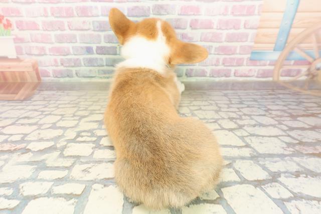 千葉県のウェルシュコーギーペンブローク (Coo&RIKU東船橋店/2025年9月16日生まれ/男の子/レッドホワイト)の子犬の4枚目の画像