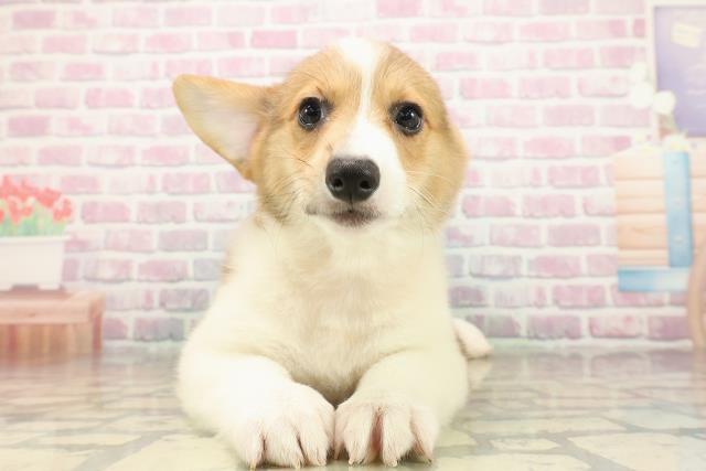 新潟県のウェルシュコーギーペンブローク (Coo&RIKU新潟東店/2025年9月16日生まれ/男の子/レッドホワイト)の子犬の1枚目の画像