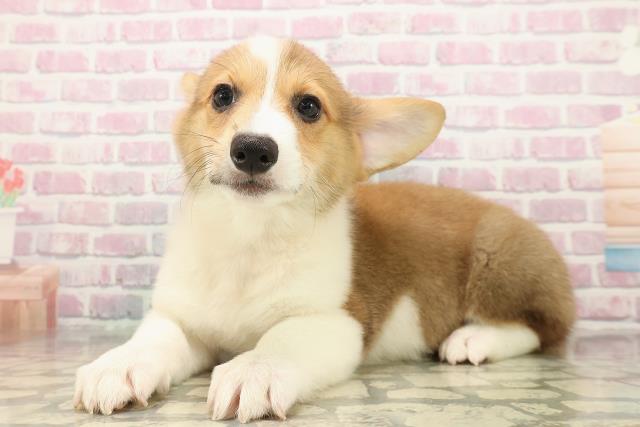 新潟県のウェルシュコーギーペンブローク (Coo&RIKU新潟東店/2025年9月16日生まれ/男の子/レッドホワイト)の子犬の2枚目の画像